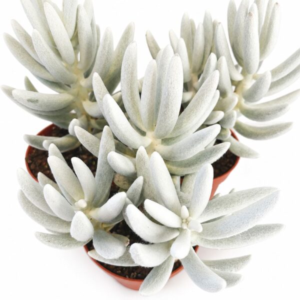 senecio mont blanc