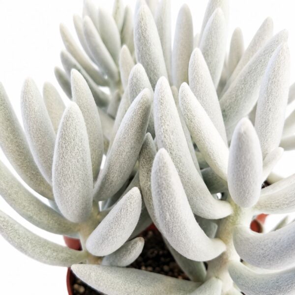 senecio mont blanc senecio mont blanc