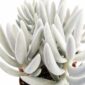 senecio mont blanc