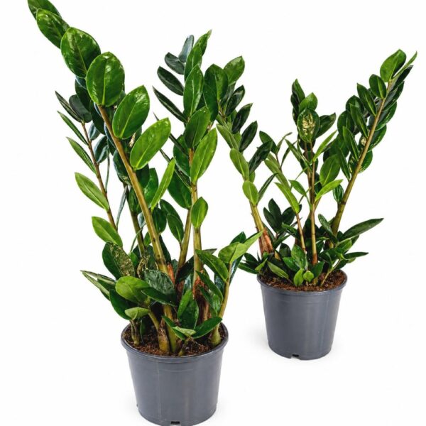 zamioculcas lima