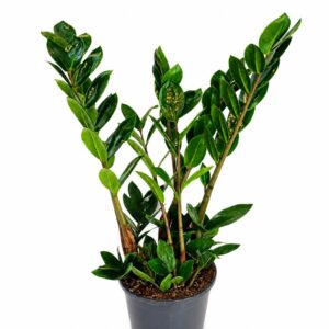 zamioculcas lima