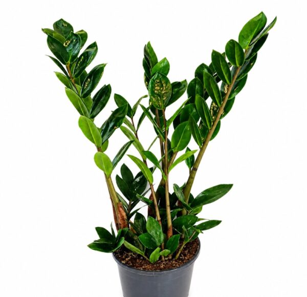 zamioculcas lima