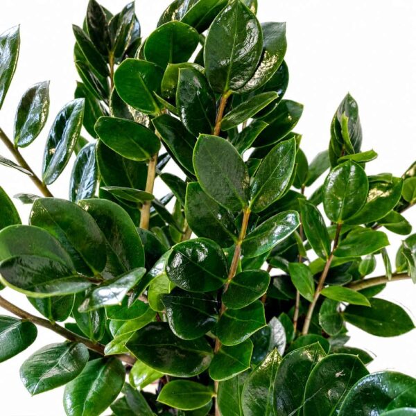 zamioculcas lima zamioculcas lima