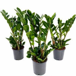 zamioculcas lima