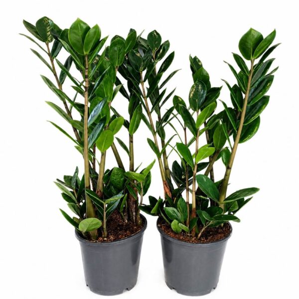 zamioculcas lima