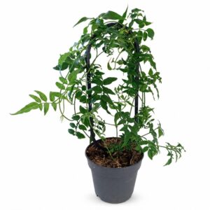 Jasminum polyanthum Ø12 cm z czarną podpórką Ovo M