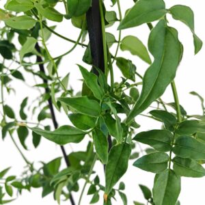 Zielone liście i młode przyrosty Jasminum polyanthum