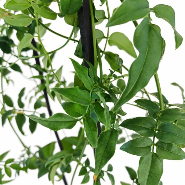 Zielone liście i młode przyrosty Jasminum polyanthum