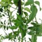Zielone liście i młode przyrosty Jasminum polyanthum