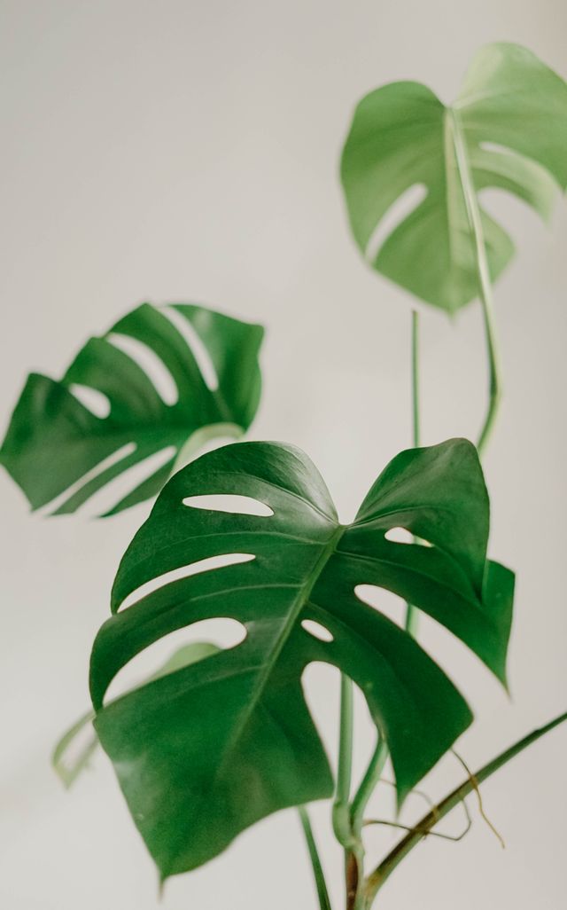 Monstera jako przykład rośliny podlewanej roztworem z drożdży
