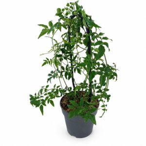 Pnące pędy Jasminum polyanthum prowadzone na podporze Ovo