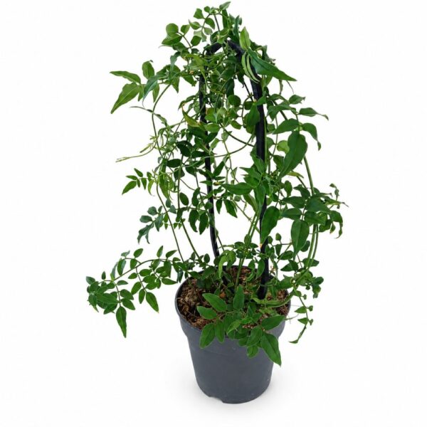 Pnące pędy Jasminum polyanthum prowadzone na podporze Ovo