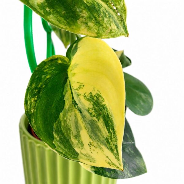 Wybarwione liście Scindapsus Jade Satin Aurea Variegata