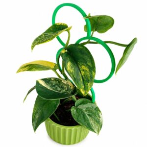 Scindapsus Jade Satin Aurea Variegata o pędzie długości około 30 cm