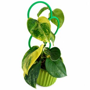 Zestaw Scindapsus Jade Satin z podpórką Orbita i zieloną osłonką 10 cm