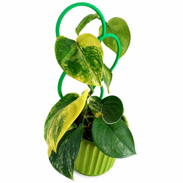 Zestaw Scindapsus Jade Satin z podpórką Orbita i zieloną osłonką 10 cm