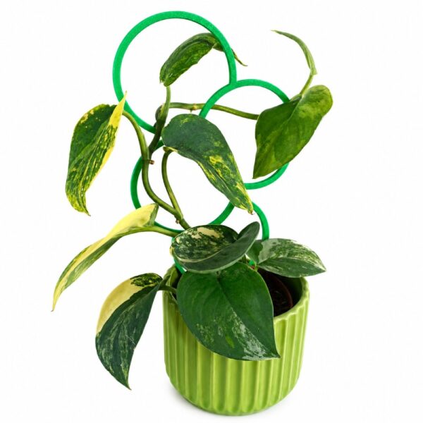 Scindapsus Jade Satin Aurea Variegata z zieloną podpórką Orbita M i osłonką