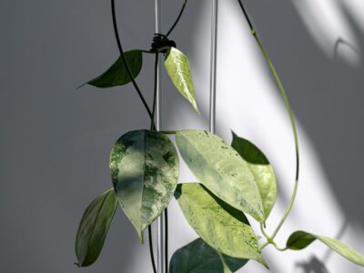 Hoya w doniczce prowadzona na podporze
