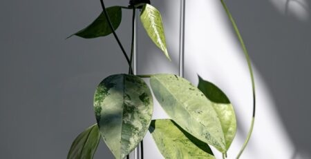 Hoya w doniczce prowadzona na podporze