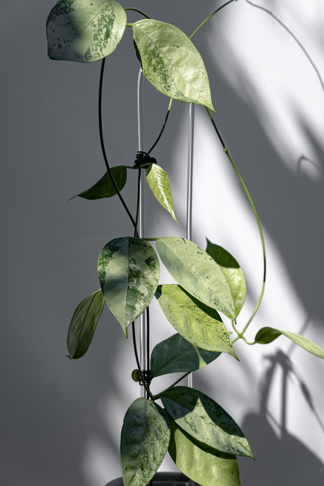 Hoya w doniczce prowadzona na podporze