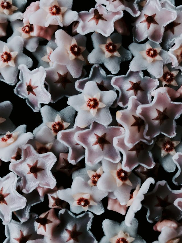 kwiaty Hoya carnosa z bliska