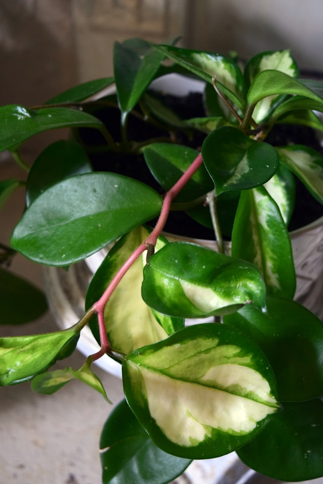 zaaklimatyzowana Hoya variegata w doniczce
